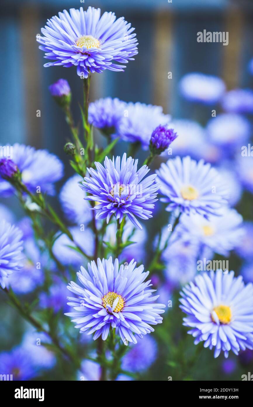 Blue aster flower blooming in the garden. Selective focus. Shallow ...
