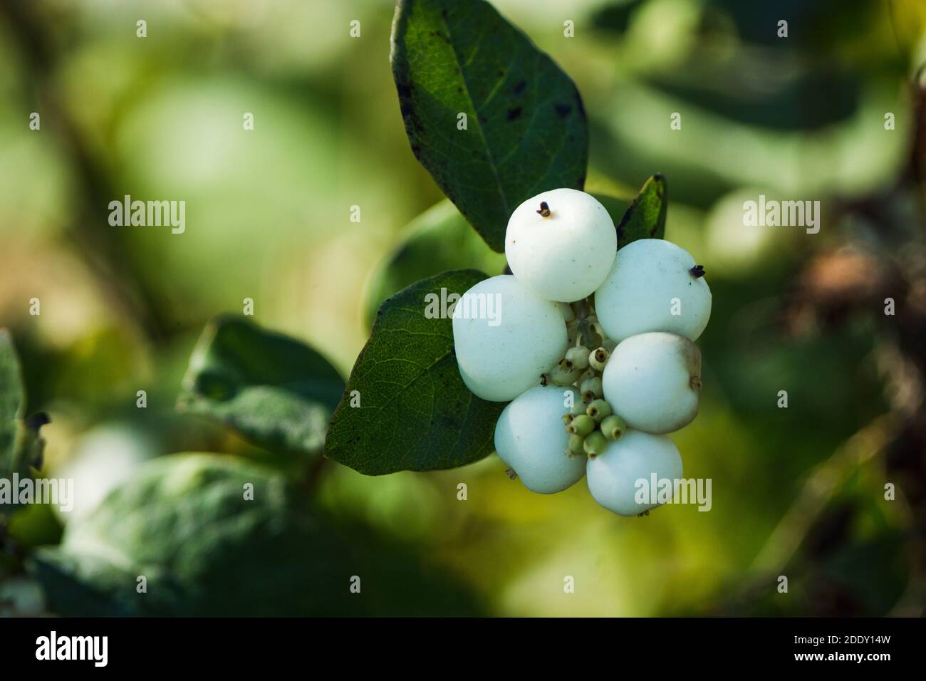 Symphoricarpos albus (Common Snowberry) plant with white berries. Selective focus. Shallow depth of field. Stock Photo