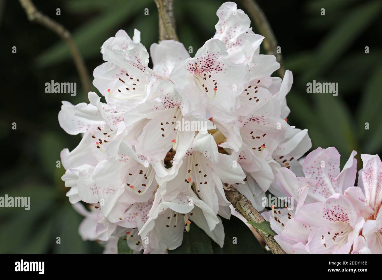 White Rhododendron flower tinged with pink and with pink spots on the inside of the flower with a dark background of leaves. Stock Photo