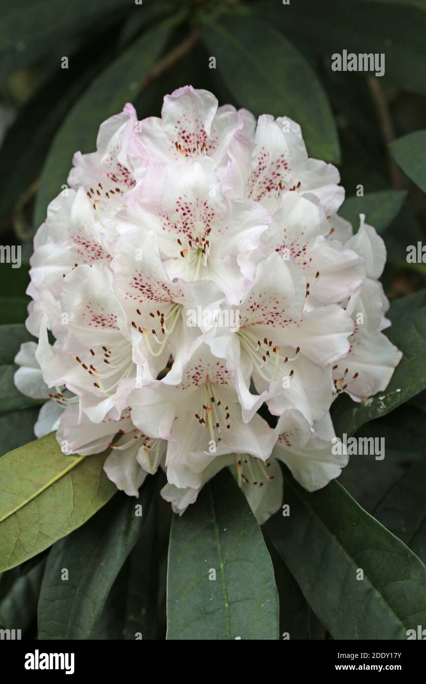 White Rhododendron flower tinged with pink and with pink spots on the inside of the flower with a dark background of leaves. Stock Photo