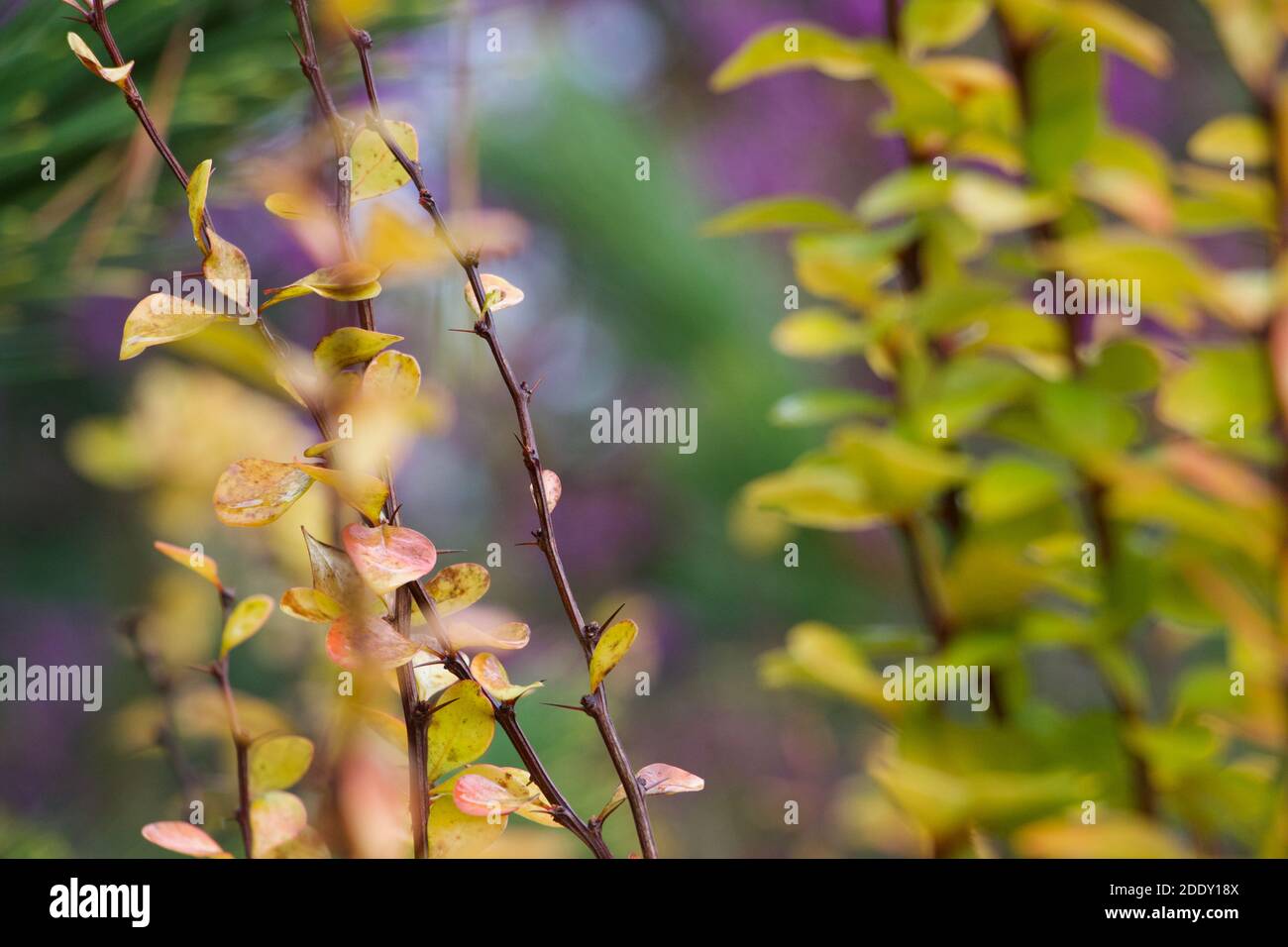 Uplifting autumn colours from botanical gardens. Dew and raindrops glisten to add to their positivity Stock Photo