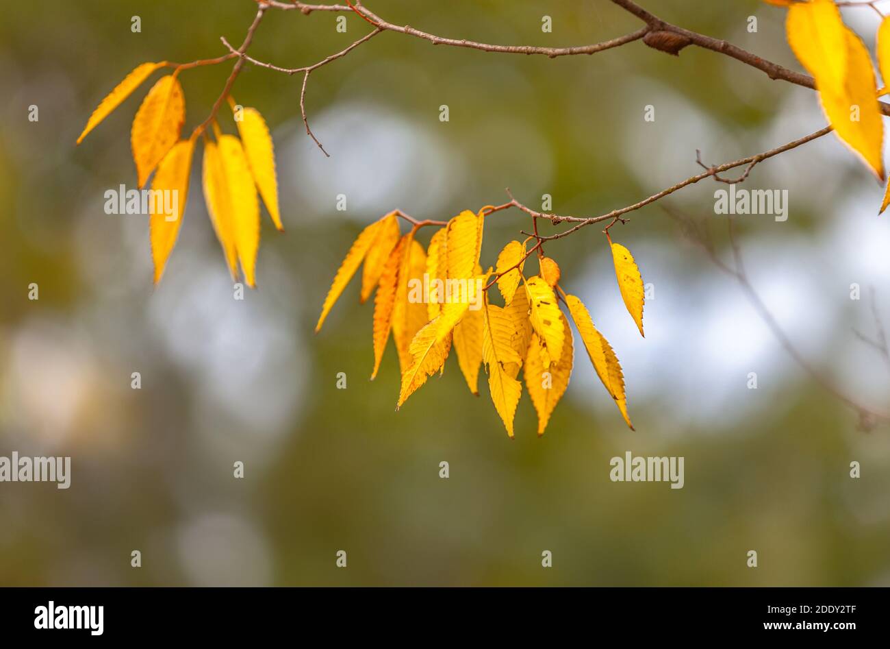 The autumn leaves Stock Photo