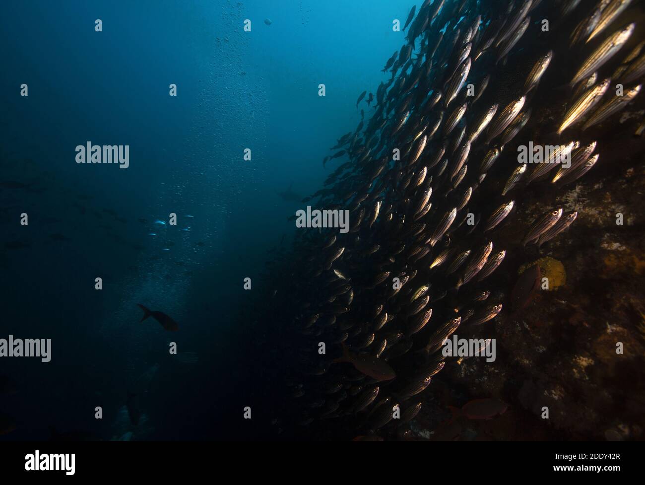 Chasing fish Stock Photo