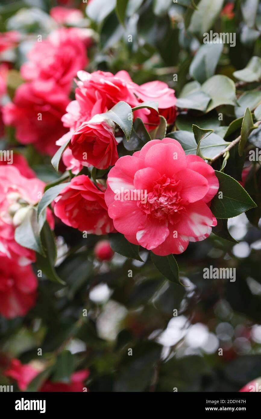 Camellia japonica 'Lady Vere de Vere' flowers. Stock Photo