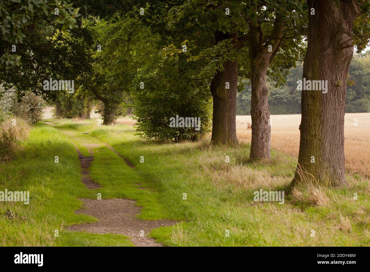 A shady country lane Stock Photo Alamy