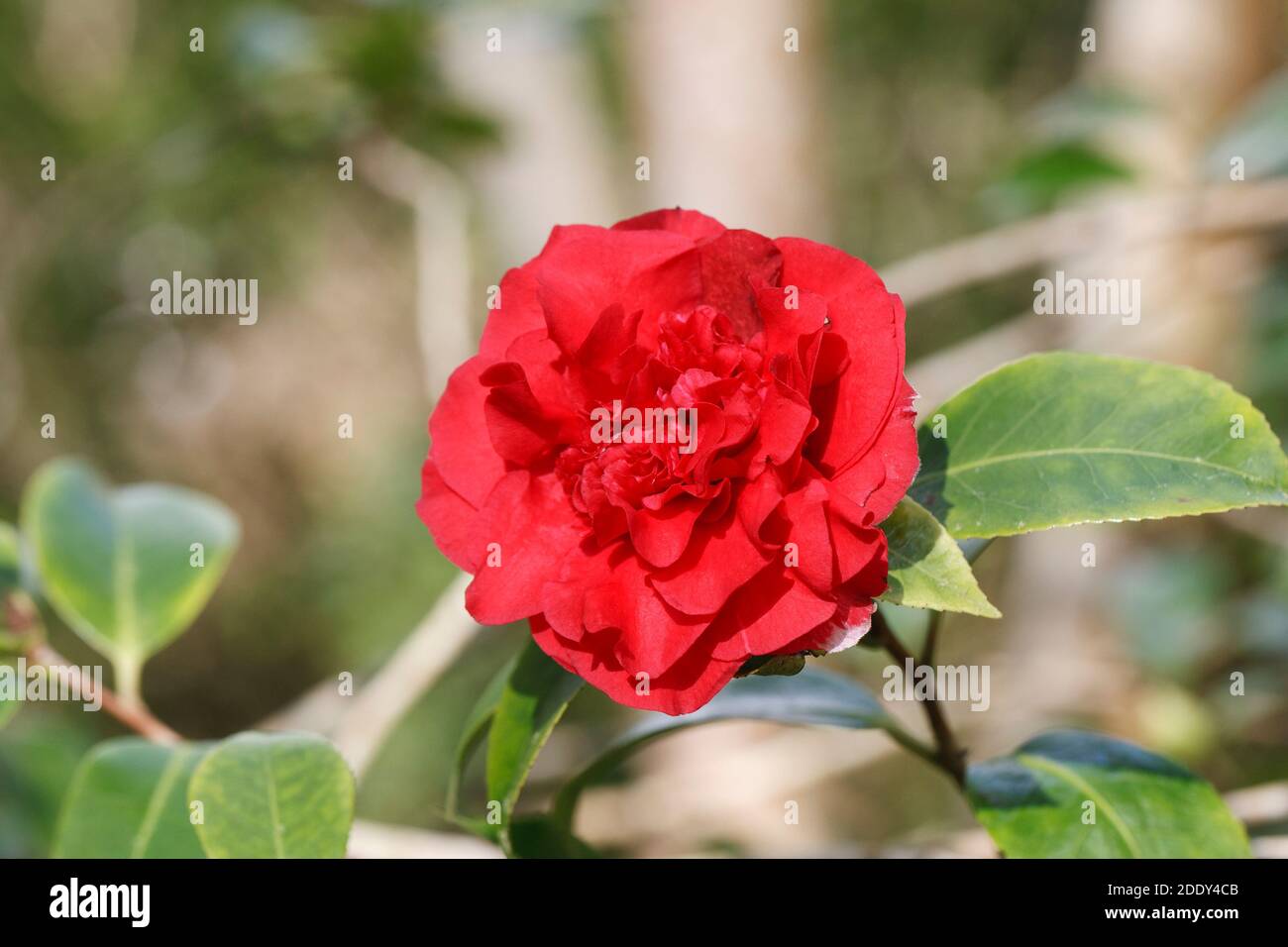 Camellia x williamsii 'Ruby Wedding' flower. Stock Photo