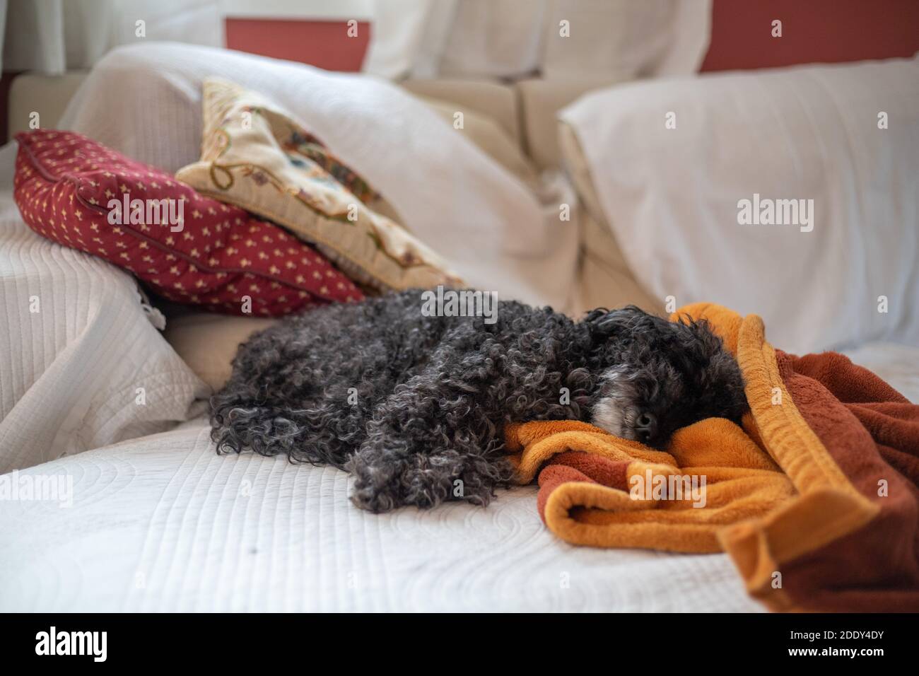 dog sleeping in a confortable sofa of a house Stock Photo