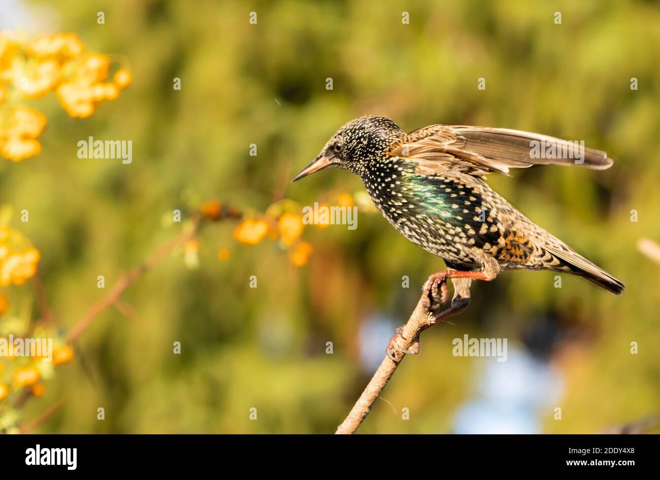 Starling, Garden and countryside bird, perched on a branch in the sunshine, Autumn, 2020, UK Stock Photo