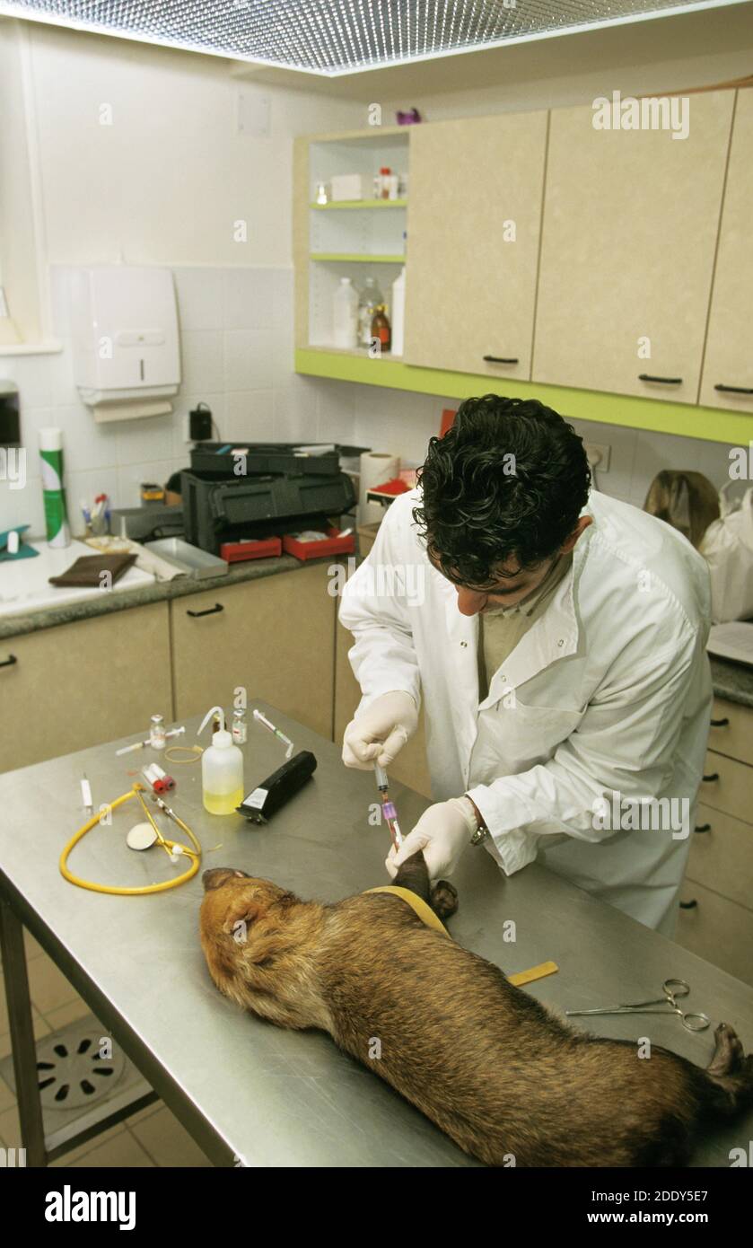 Iv Injection Inn Dogs Intravenous Injection Dog
