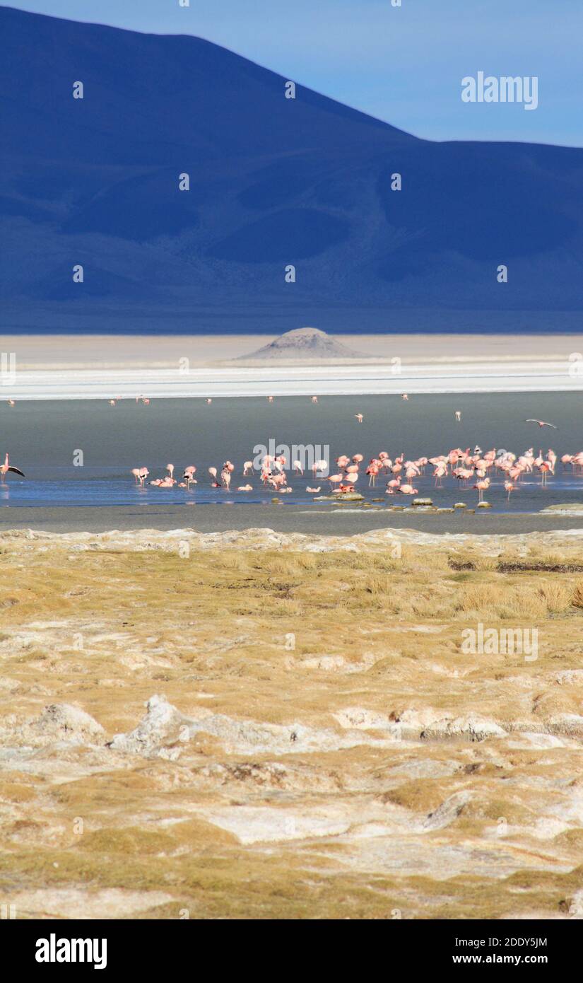 A flamboyance of flamingos on the Salar del Huasco salt lake, up in the high Atacama Desert, Andes Mountains, Tarapaca Province, northern Chile Stock Photo