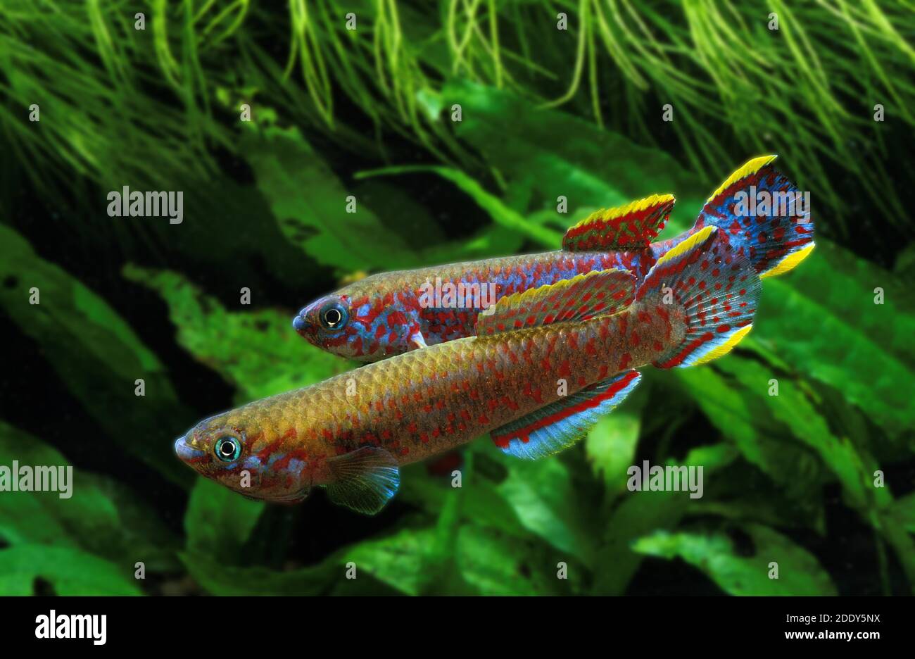 Lyretail Killifish, aphyosemion australe, Adults Stock Photo