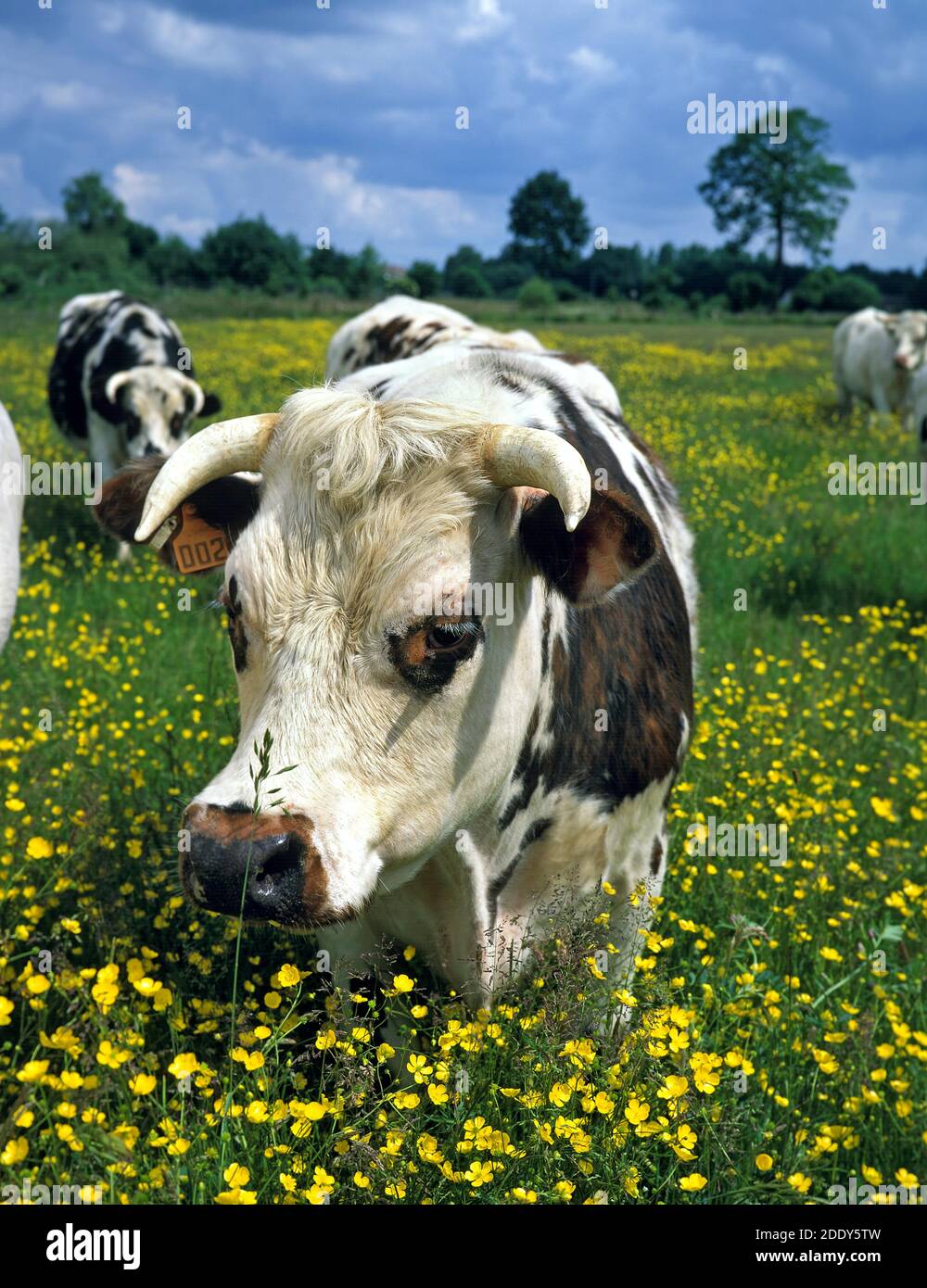 Normandy Cattle, Cow standing in Yellow Flowers, Normandy Stock Photo