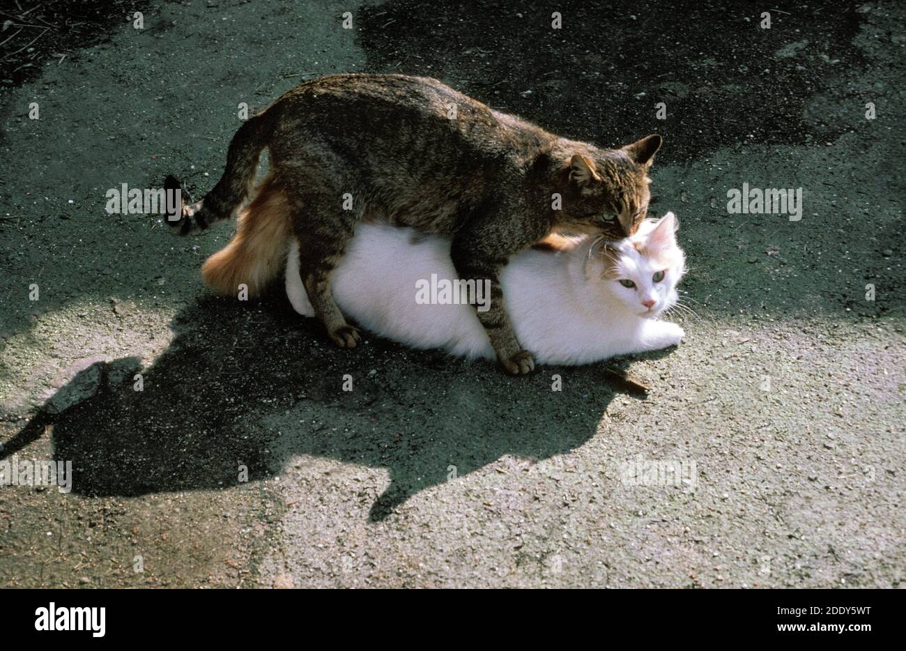 Herhaal perzik Regeringsverordening Mating domestic cats hi-res stock photography and images - Alamy