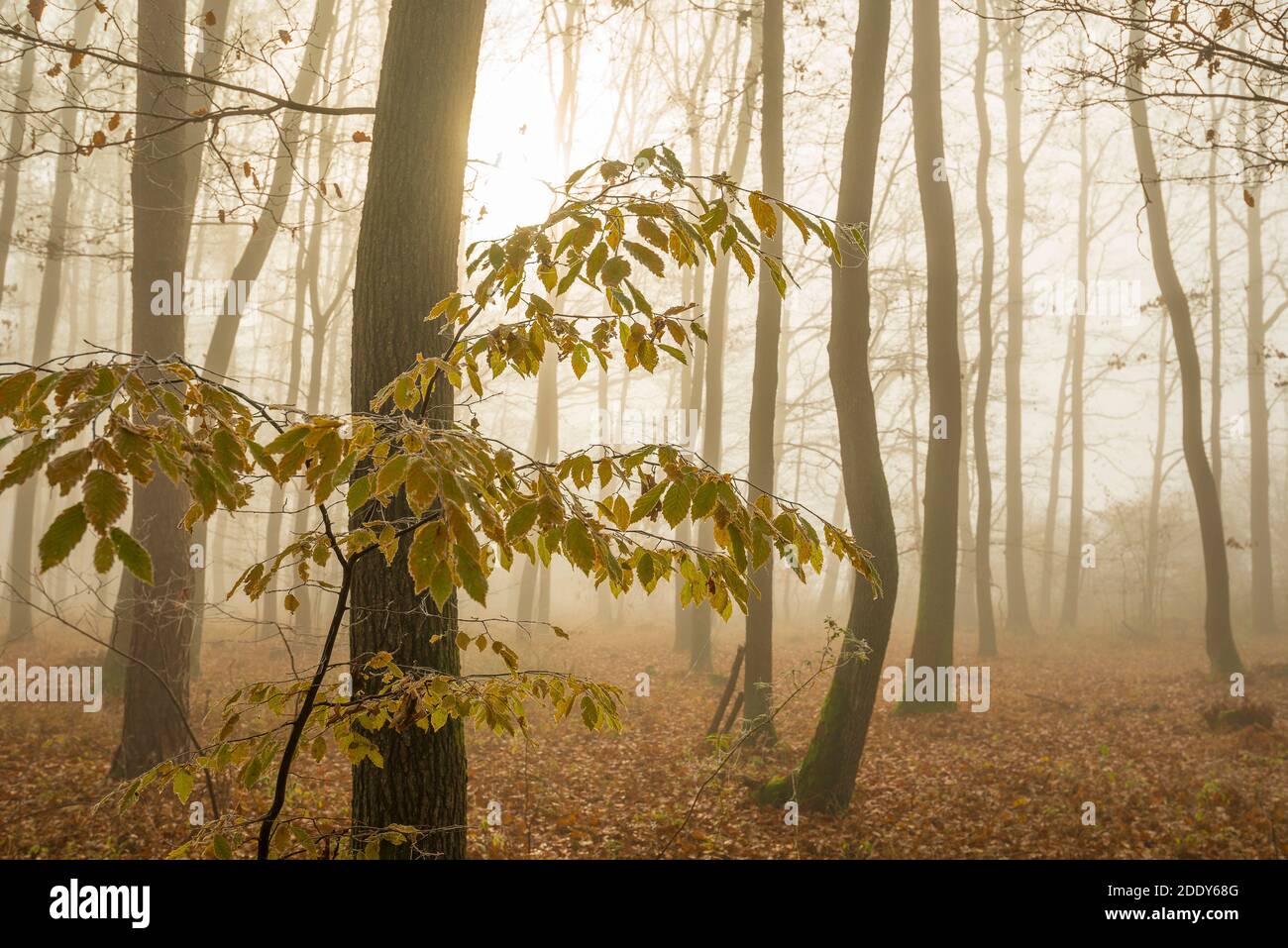 Autumn forest with a fog and morning glow Stock Photo - Alamy