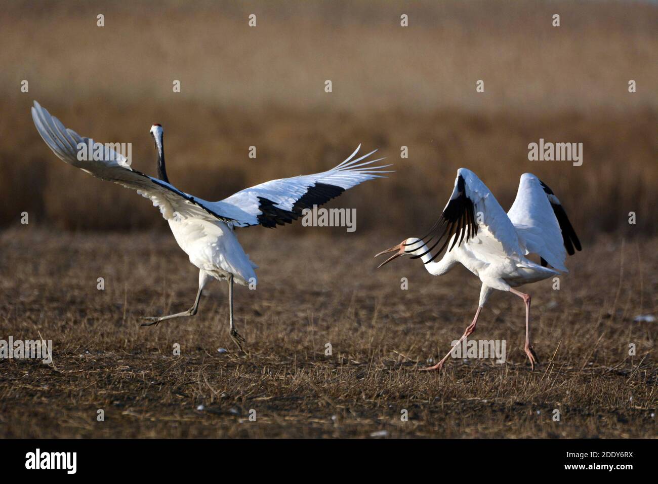 Flying red crowned cranes hi-res stock photography and images - Alamy