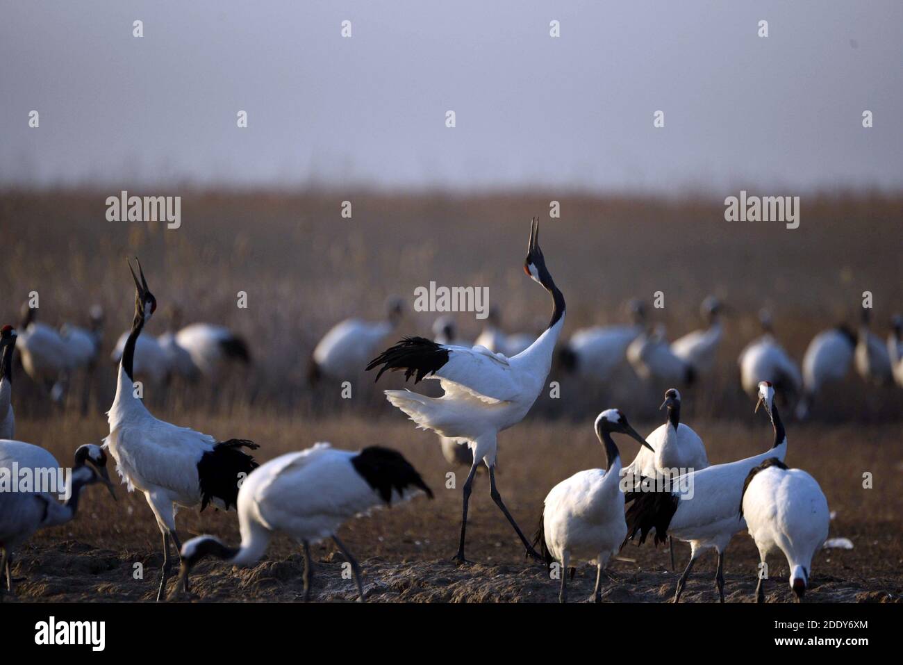 Flying red crowned cranes hi-res stock photography and images - Alamy