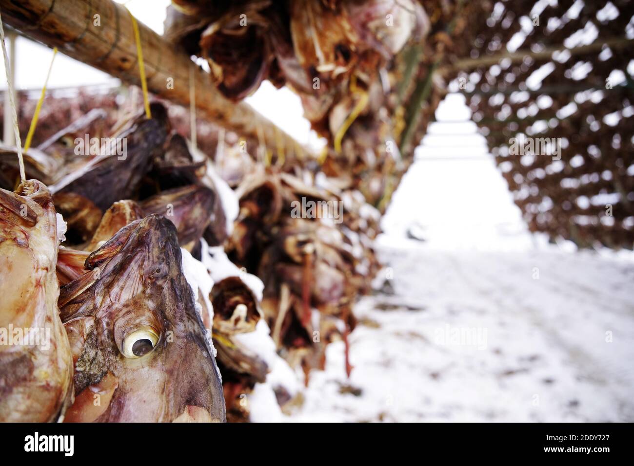 Drying cod fish in winter. Reine fishing village, Lofoten islands, Norway Stock Photo