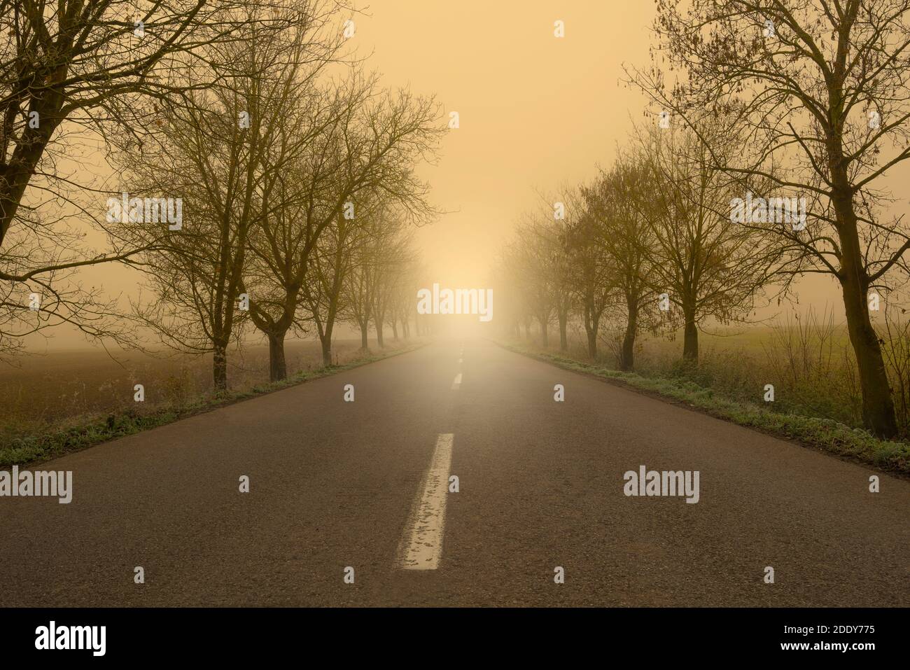 Road in autumn with trees and morning glow Stock Photo - Alamy