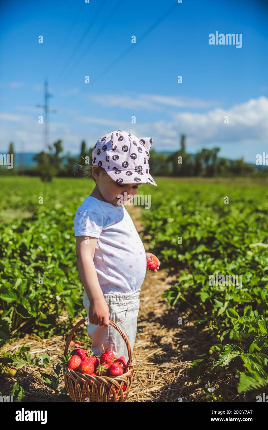 Little girl picking Strawberries at a field in Hungary, Europe Stock ...