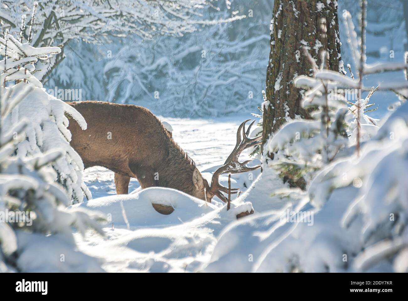 Red deer browsing in the winter forest. Stock Photo