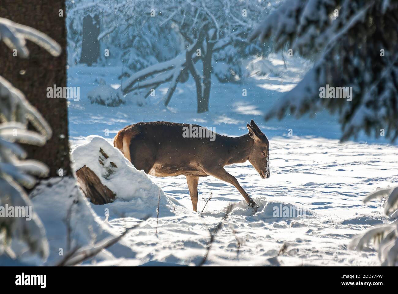 Red deer browsing in the winter forest. Stock Photo