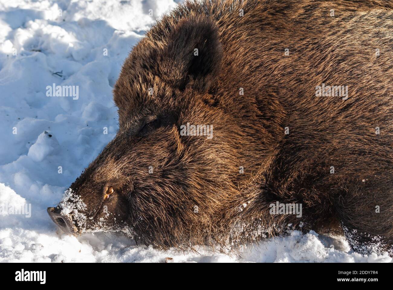 A wild boar lies in the snow in the winter forest. Stock Photo