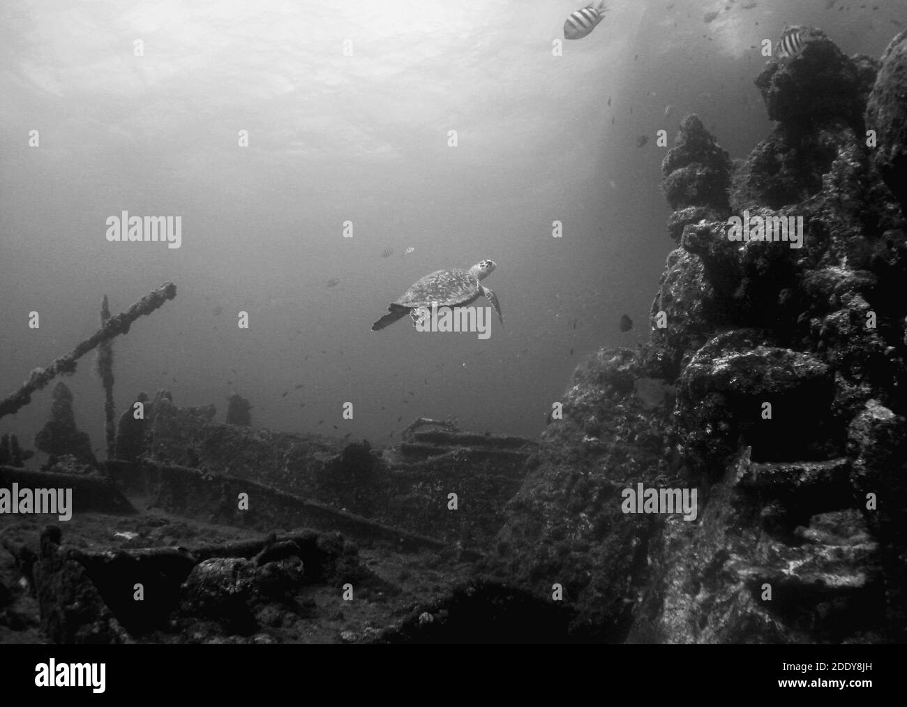 Deep underwater Black and White Stock Photos & Images - Alamy