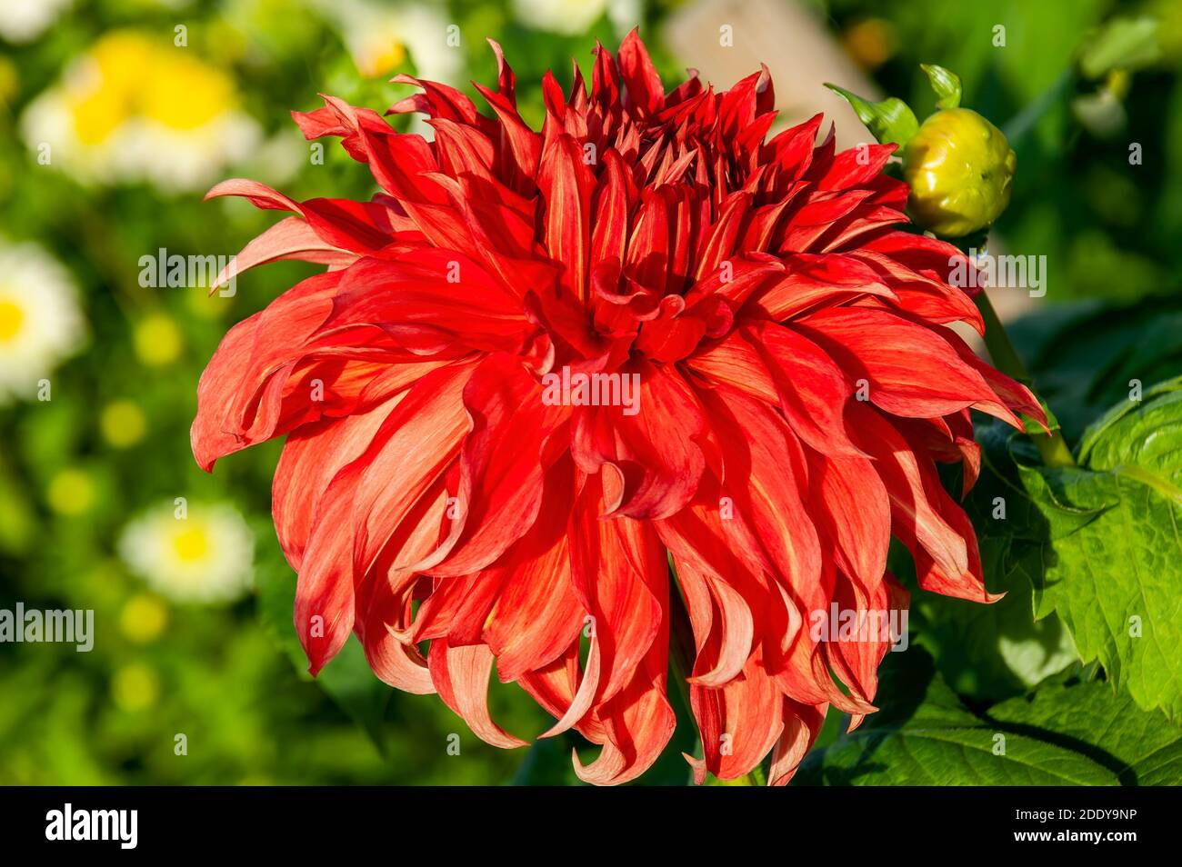 Dahlia 'Bryn Terfel' a red summer autumn semi cactus flower tuber plant, stock photo image Stock Photo