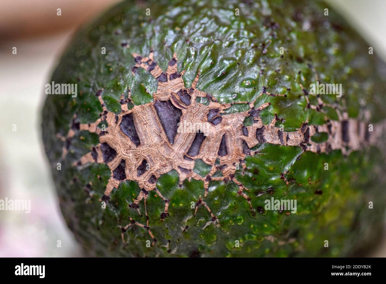 Avocado skin hires stock photography and images Alamy