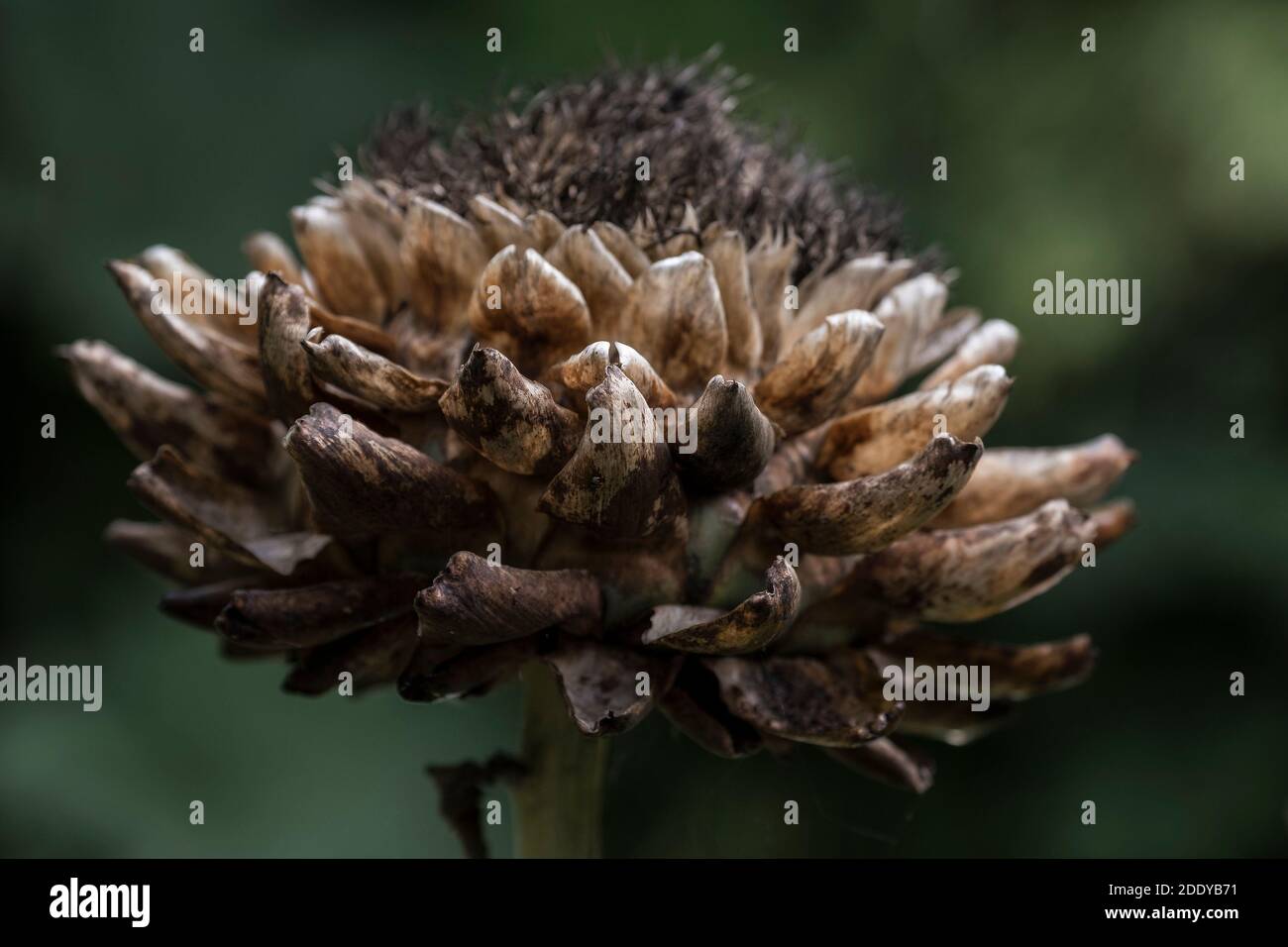 The dead dried seedhead of a Cardoon plant Cynara cardunculus. Stock Photo