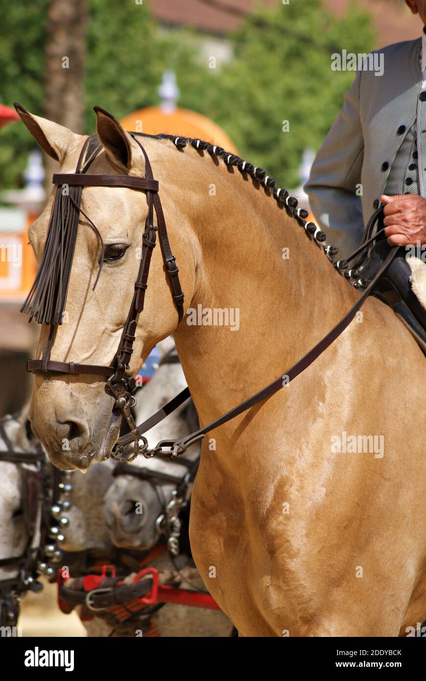Beautiful Face Portrait Of A Buckskin Horse In A Jerez Horse Fair With Doma Vaquera Bridle Stock Photo Alamy