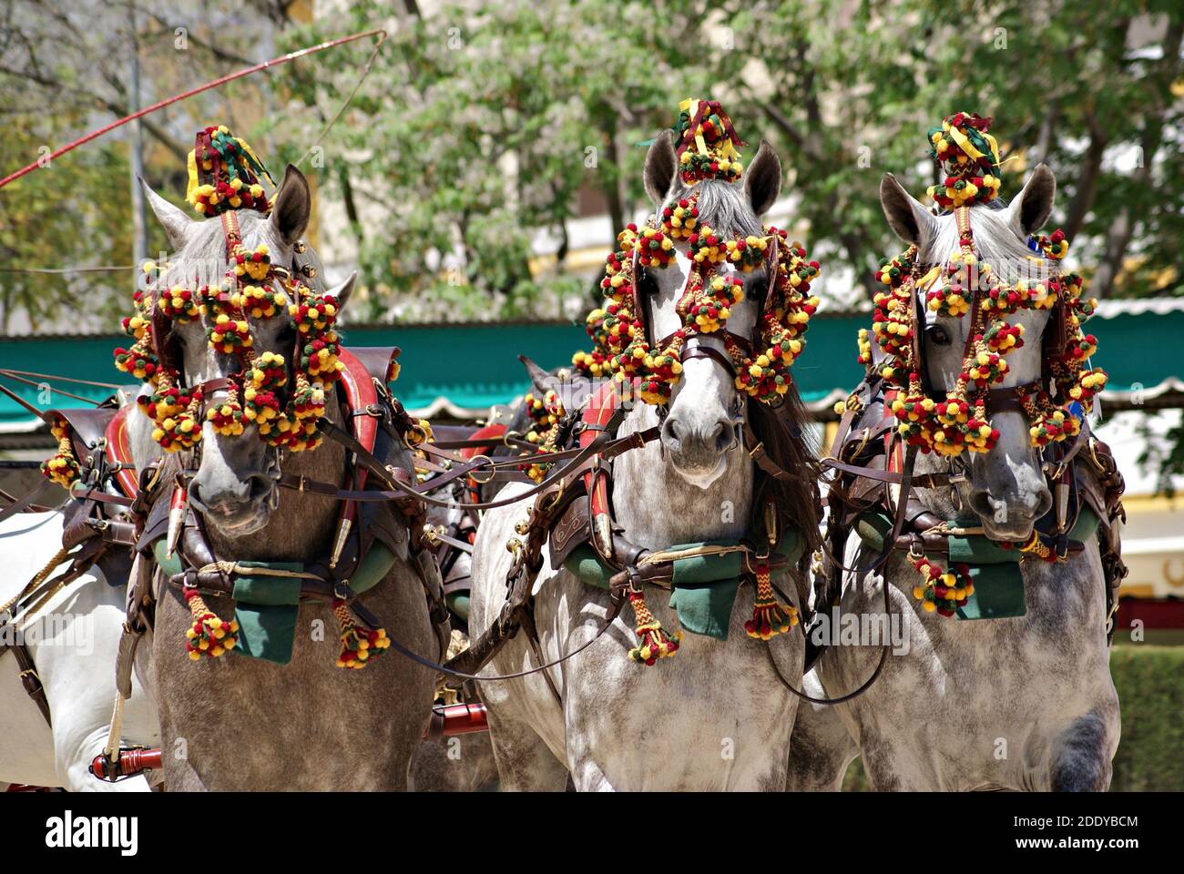 Face portrait of three grey spanish horses in a traditional carriage