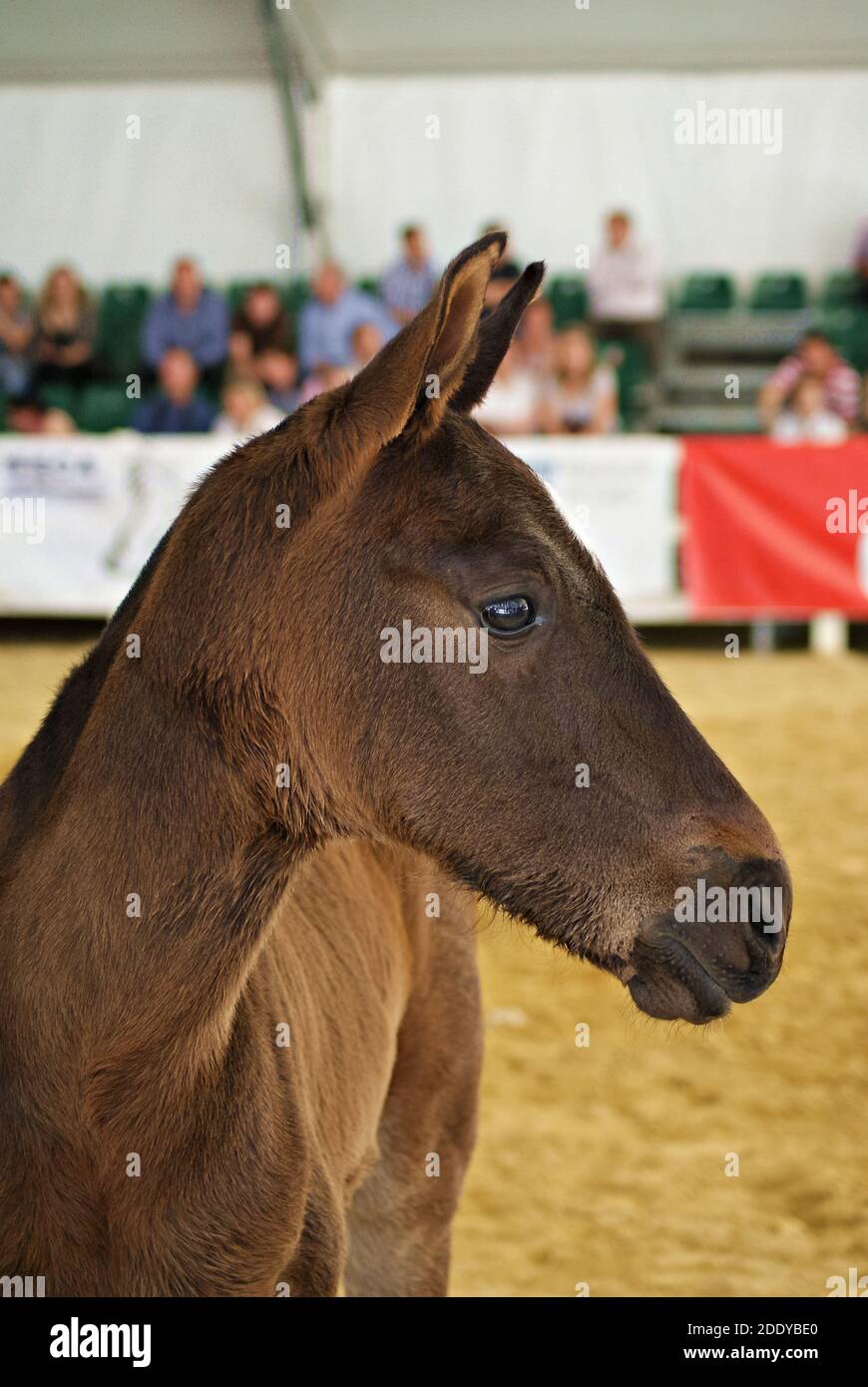 Cute face portrait of a young spanish foal in a show Stock Photo