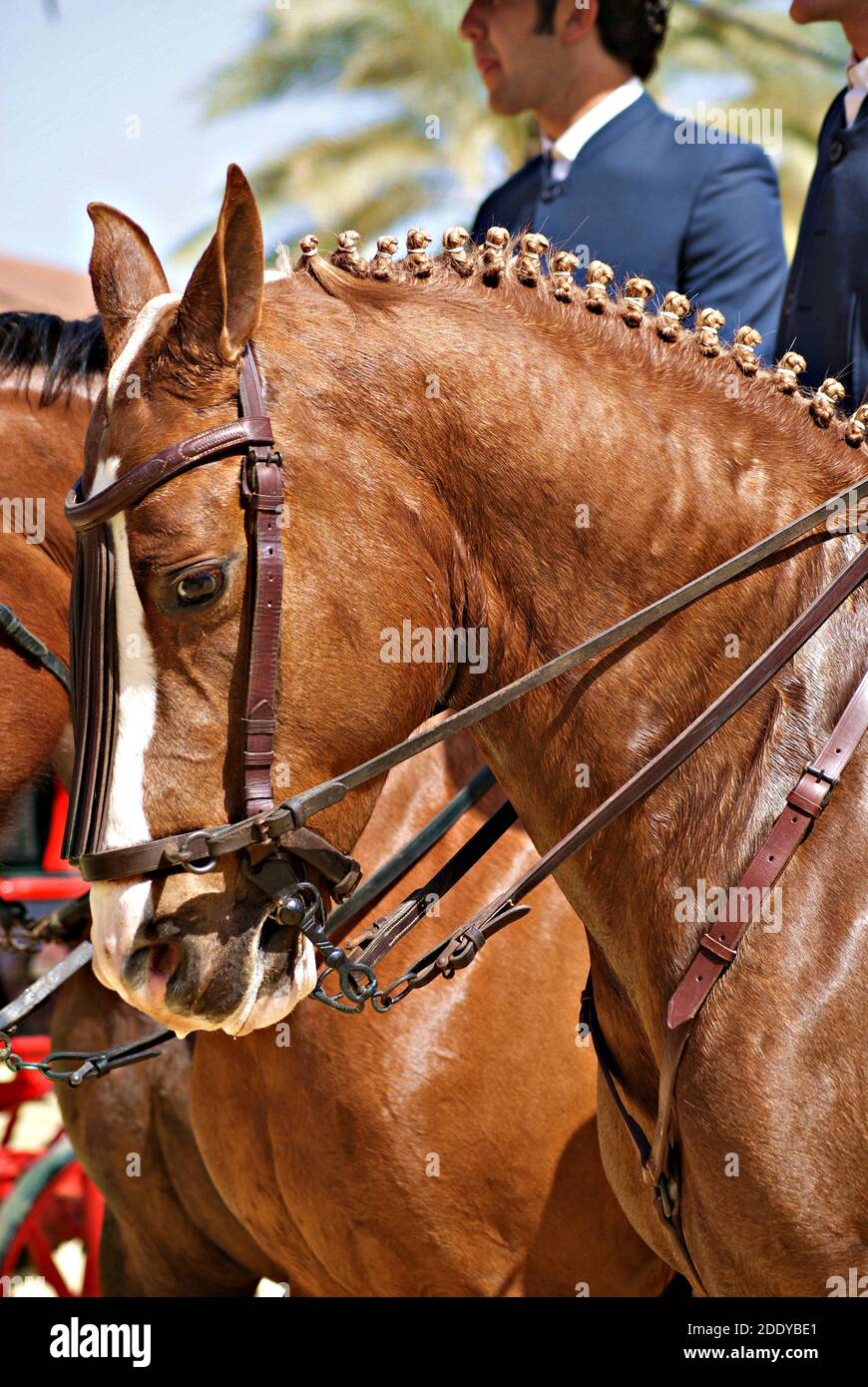 Horse gaze hi-res stock photography and images - Alamy