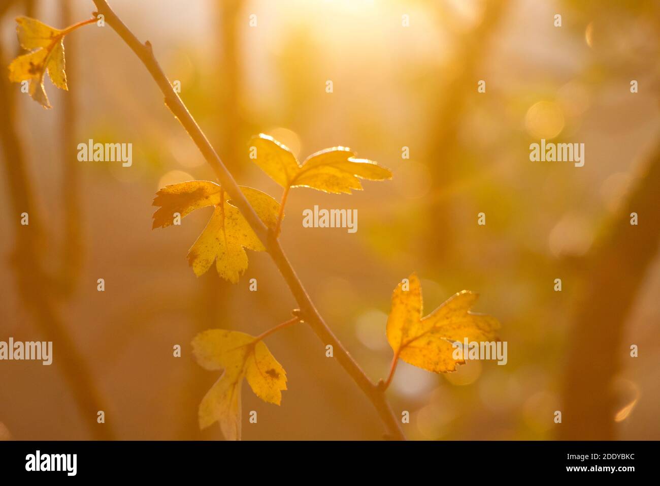 Autumn leaves and their vibrant colours sparkling at dawn. Sun light filters through the leaves in golden colours for an uplifting, autumnal feel. Stock Photo