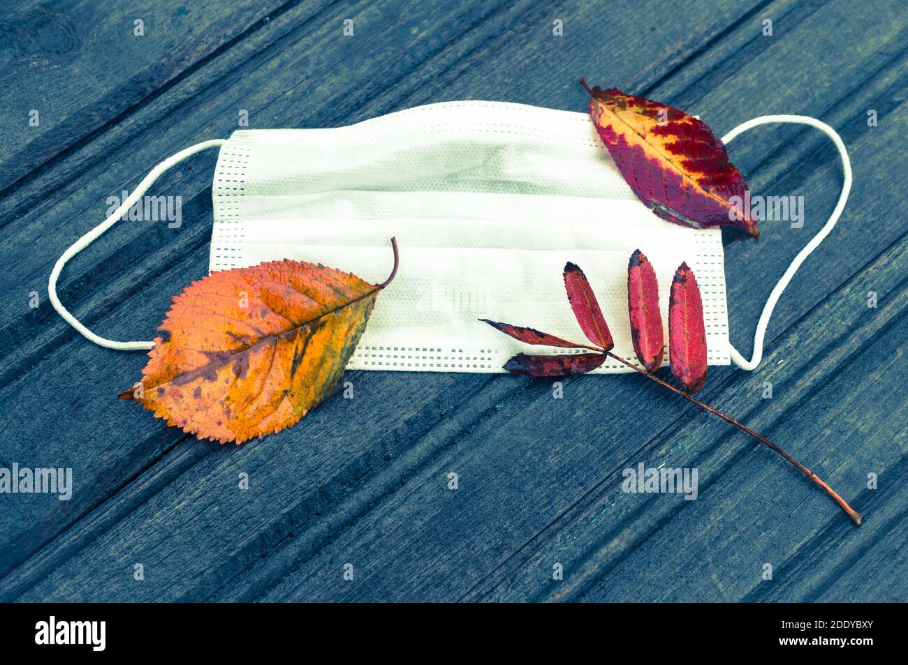 Autumn fallen leaves on a white disposable protective medical mask on a blue wooden background. Coronavirus pandemic second wave concept Stock Photo