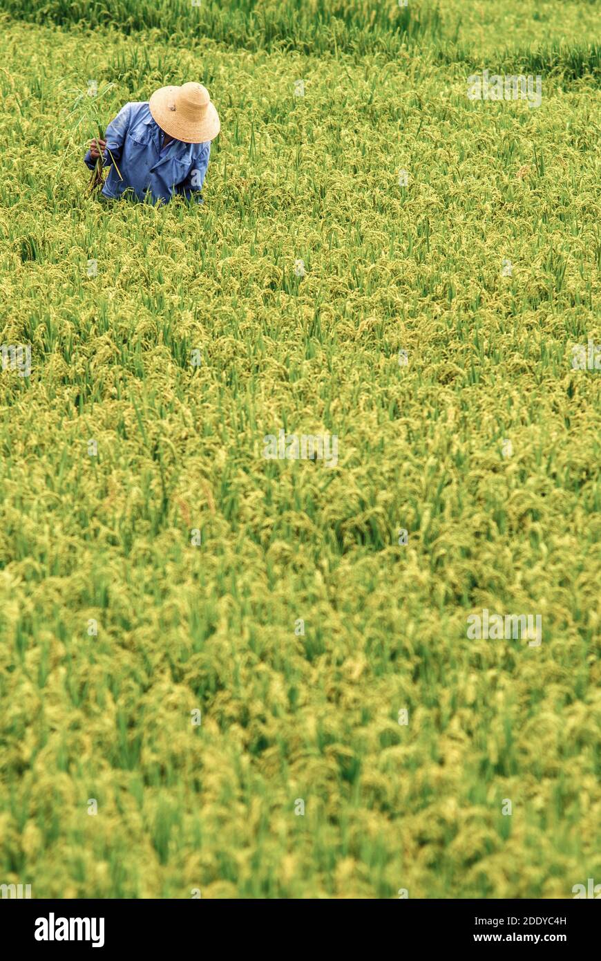 Custom Asian Rice Farmer Paddy Field Straw Hats - Foremost