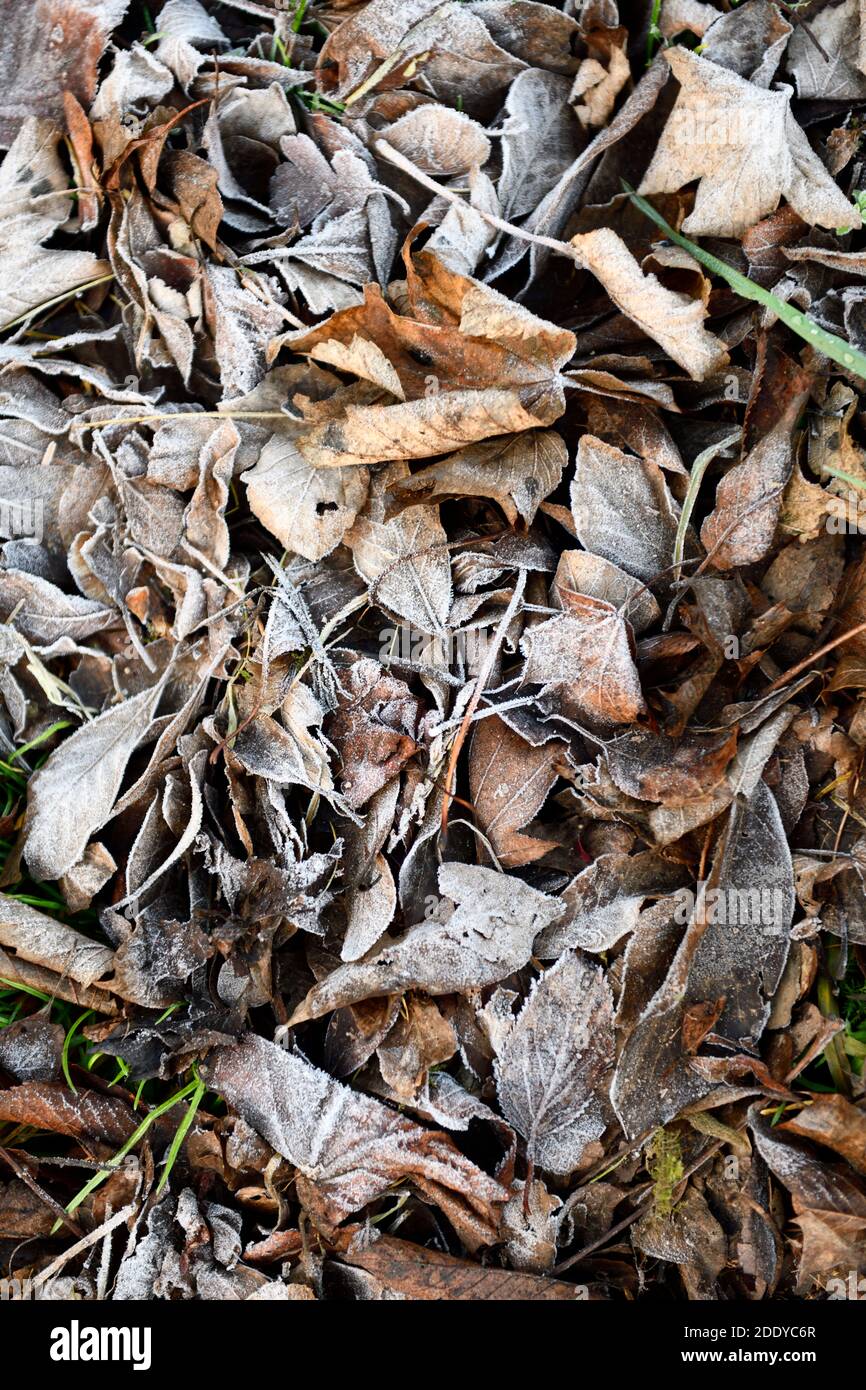 Pattern of Leaves Stock Photo Alamy