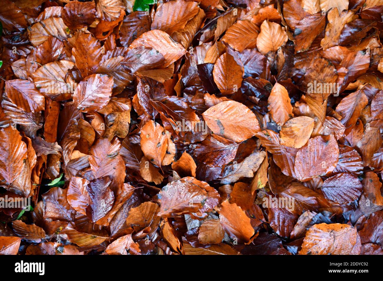 pattern-of-leaves-stock-photo-alamy