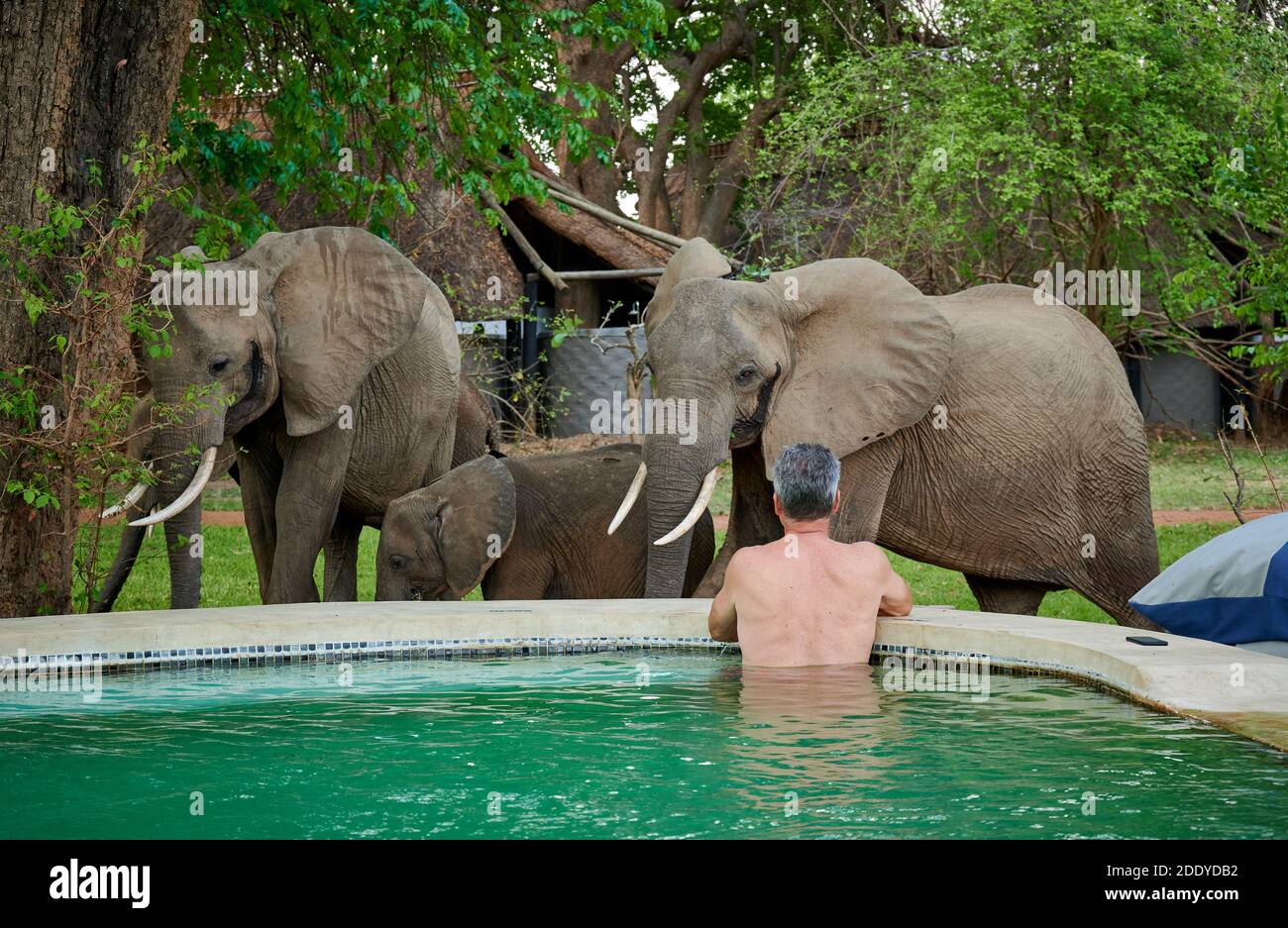 Tourist watching African elephants (Loxodonta africana) from the swimming pool of Nkwali Camp, South Luangwa National Park, Mfuwe, Zambia, Africa Stock Photo