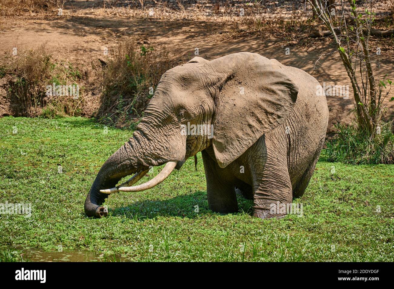 huge male African elephant in waterhole of Nkwali Lodge(Loxodonta africana), South Luangwa National Park, Mfuwe, Zambia, Africa Stock Photo