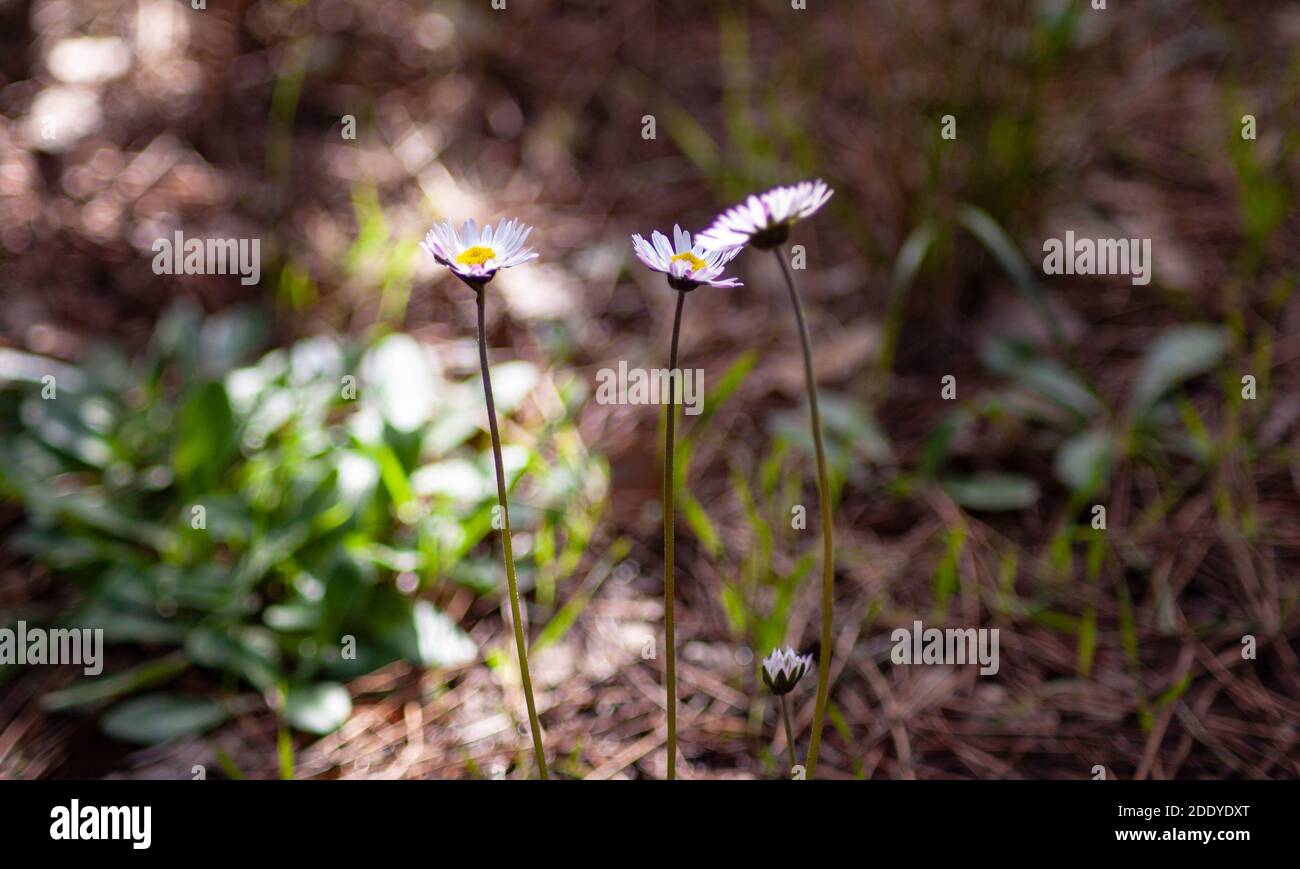 White little wild flowers low hi-res stock photography and images - Alamy