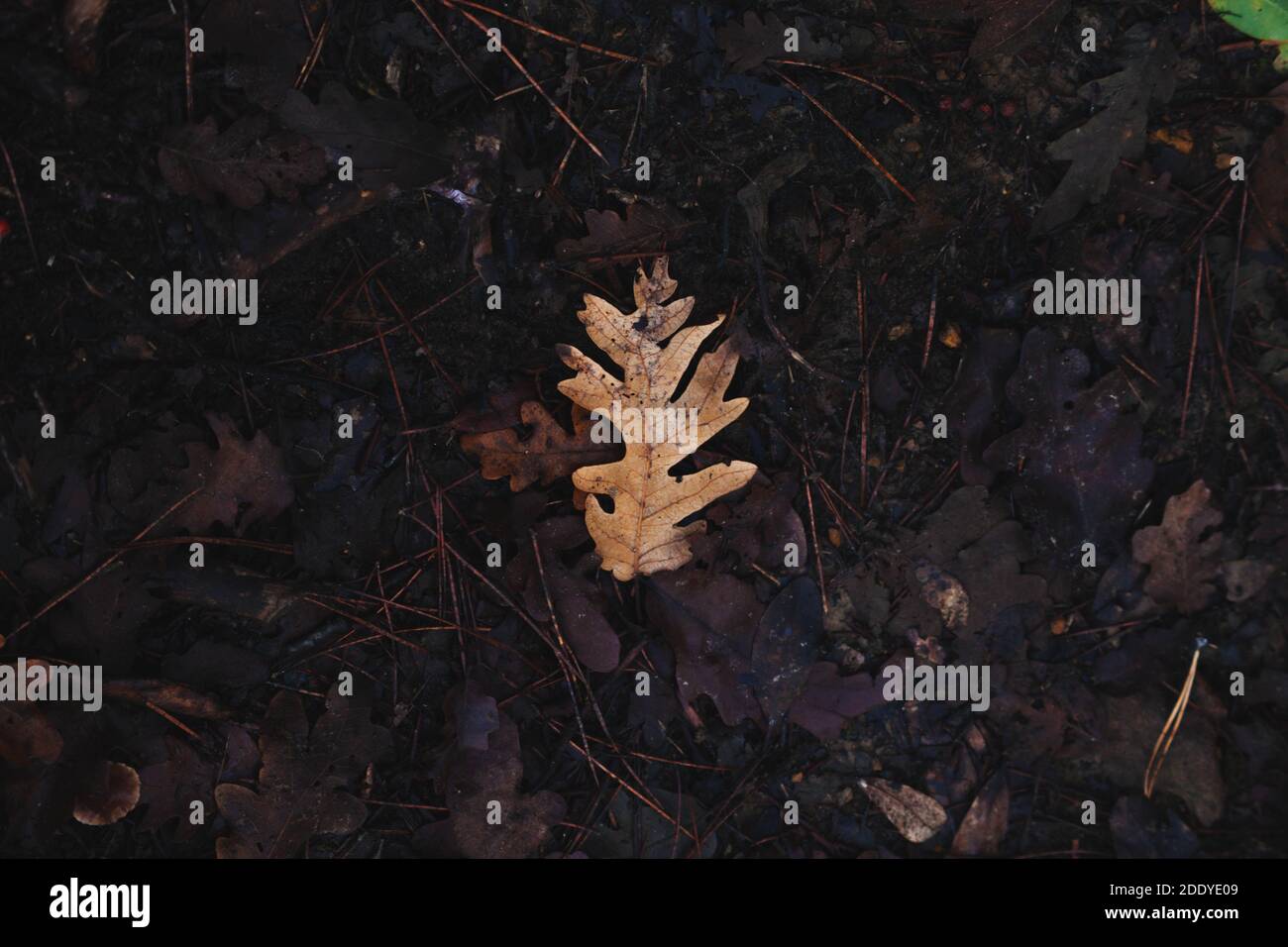 Yellow Autumn leaf on natural ground | fall season mood Stock Photo - Alamy