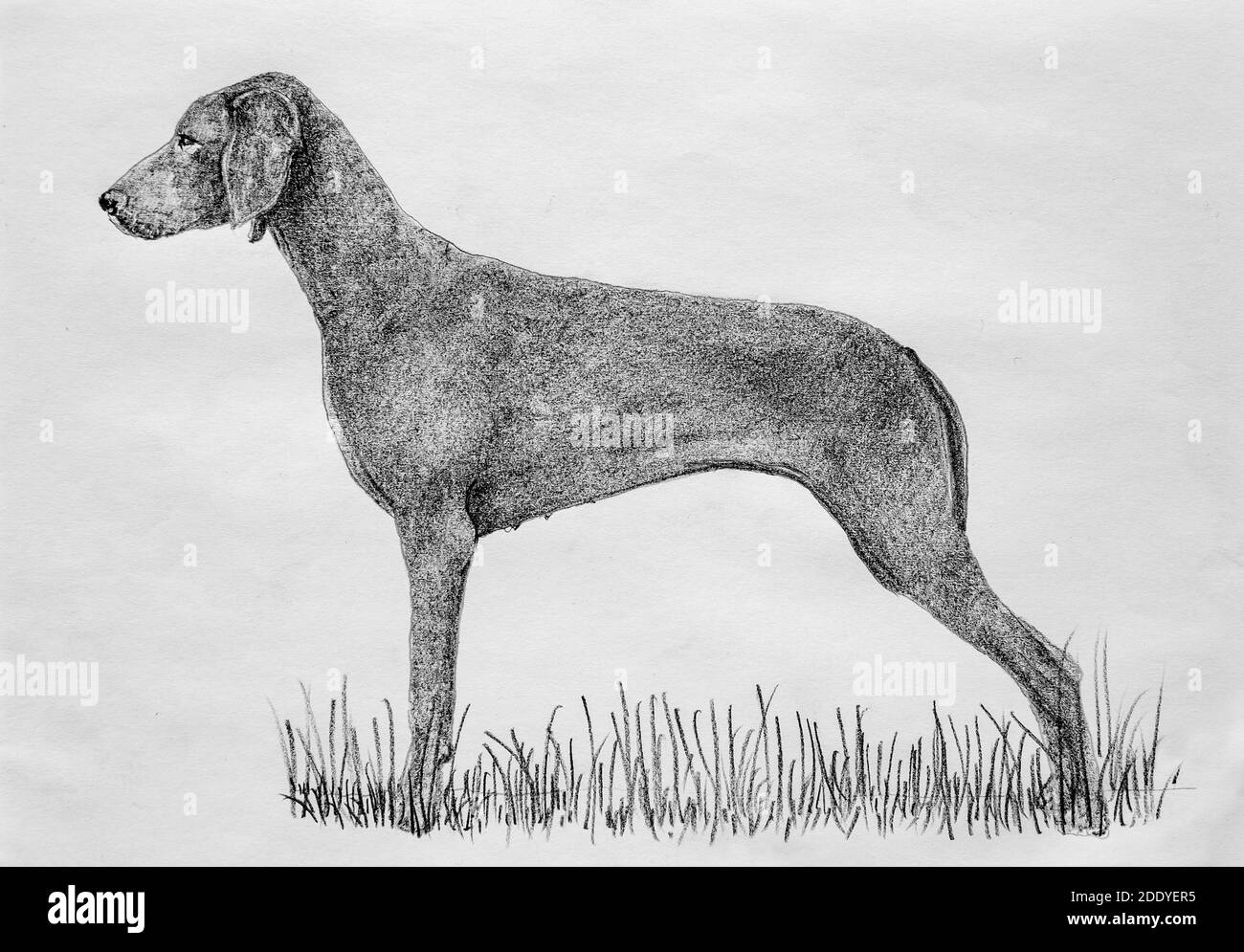 A hound dog drawn in pencil on paper. old archival resource Stock Photo