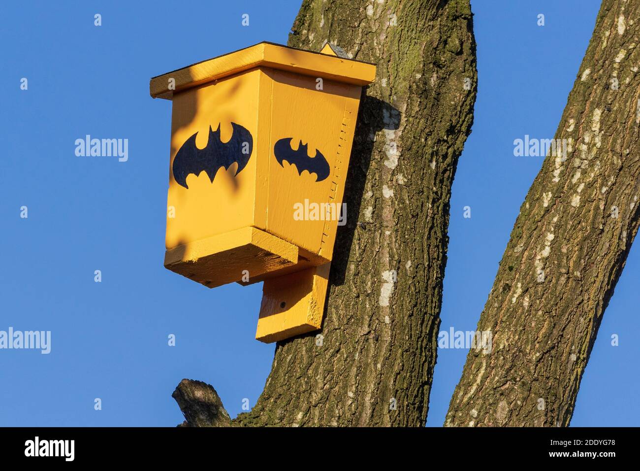 Home made box for bats to roost in on the side of a tree. Batbox Stock Photo