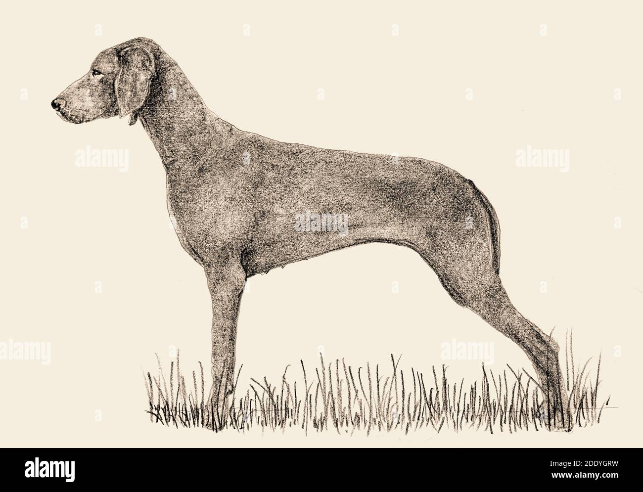 A hound dog drawn in pencil on paper. old archival resource Stock Photo