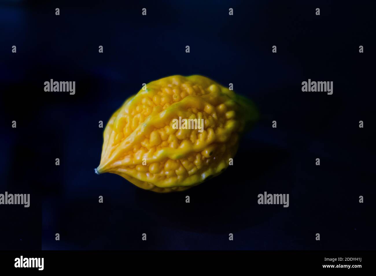 Close up of yellow bitter gourd with isolated background, the