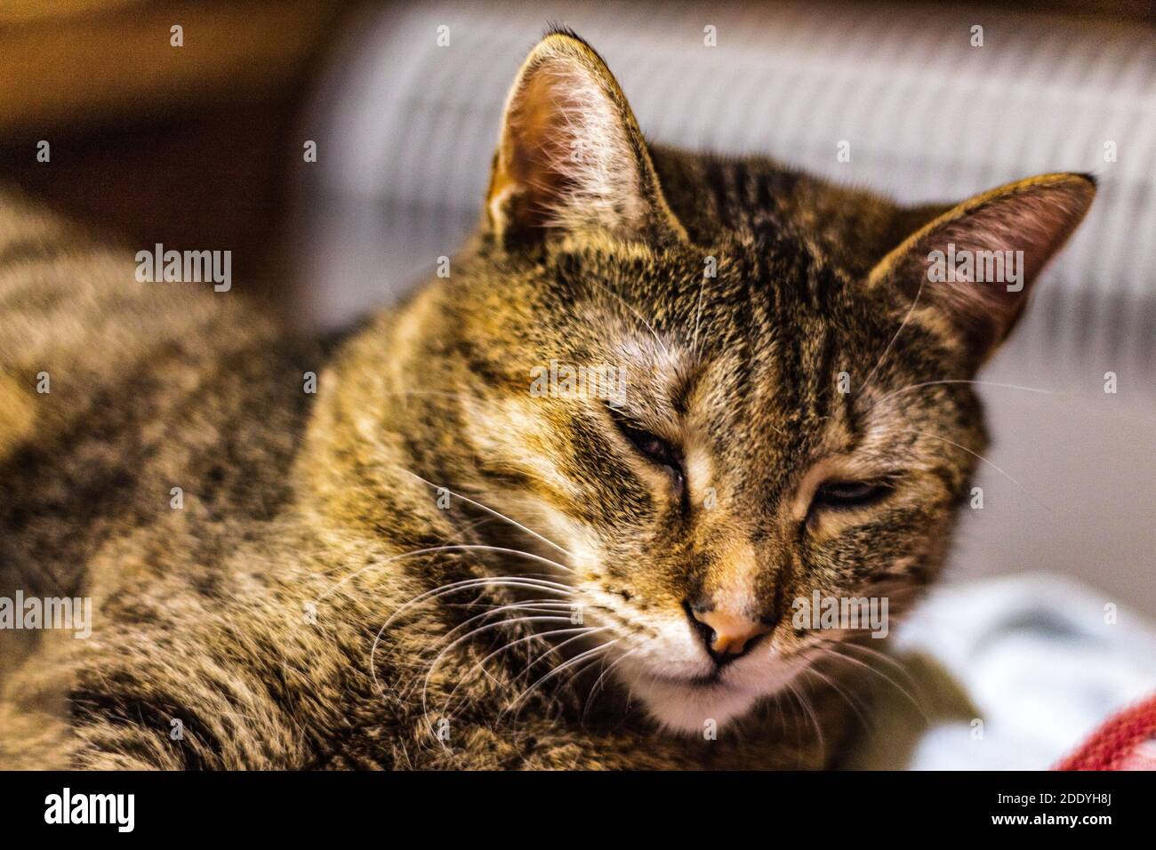 Cat in the bed Stock Photo Alamy