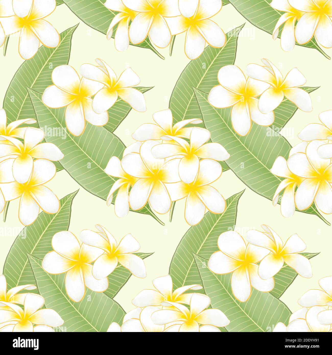 The digital painting of beautiful frangipani (plumeria) flower botany and green leaf background seamless pattern raster illustration for wallpaper dec Stock Photo - Alamy The digital painting of beautiful frangipani (plumeria) flower botany and green leaf background seamless pattern raster illustration for wallpaper dec Stock Photo - Alamy