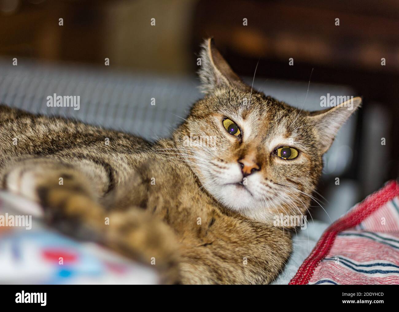 Cat got scared by the flash Stock Photo - Alamy